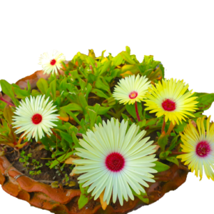 Mesembryanthemums – Burf Plant – Rare Lemon Shade