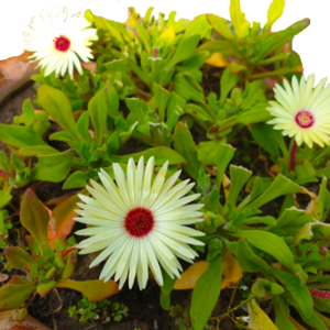 Mesembryanthemums – Burf Plant – Rare Lemon Shade