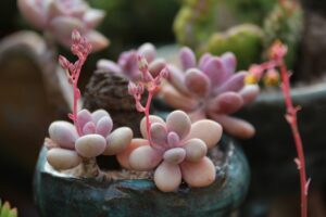 Read more about the article How to make your succulents thrive