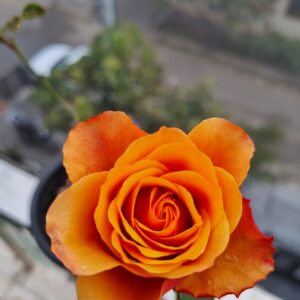 Espana Dutch Rose