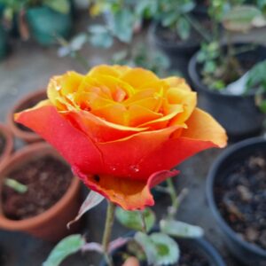 Espana Dutch Rose