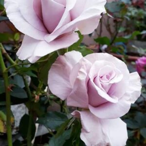Lagerfield Rose