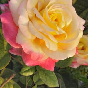 Love and Peace Rose